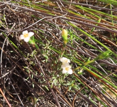 Lachnaea axillaris