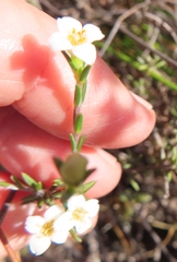 Lachnaea axillaris
