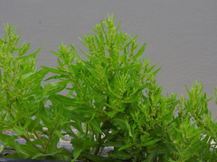 Rumex trisetifer