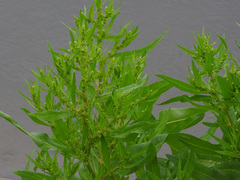 Rumex trisetifer