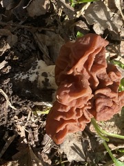 Gyromitra fastigiata
