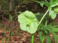 Helleborus viridis