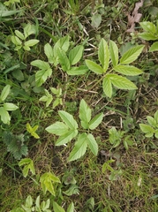 Aegopodium podagraria