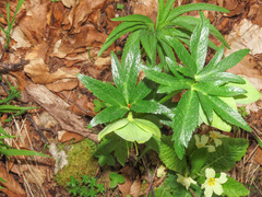 Helleborus viridis