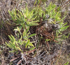 Lobostemon sanguineus