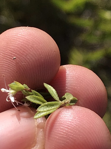 Image of Agathosma mundii by (c) Ren Hoekstra, some rights reserved (CC BY)