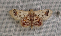 Idaea asceta