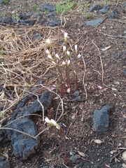 Zephyranthes alba