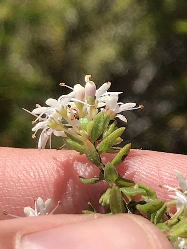Image of Agathosma mundii by (c) Ren Hoekstra, some rights reserved (CC BY)