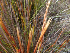 Hypodiscus argenteus
