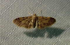 Idaea kendallaria