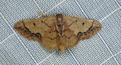 Idaea kendallaria