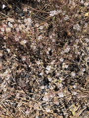 Phacelia curvipes