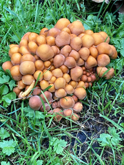 Basidiomycota
