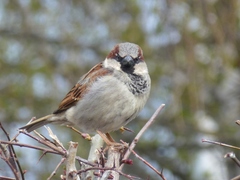 Passer domesticus