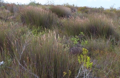 Hypodiscus argenteus