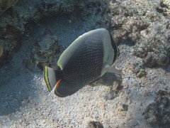 Chaetodon reticulatus
