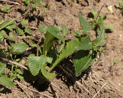 Dracocephalum thymiflorum