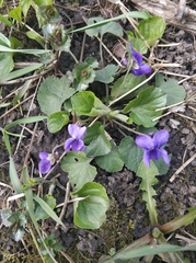 Viola odorata