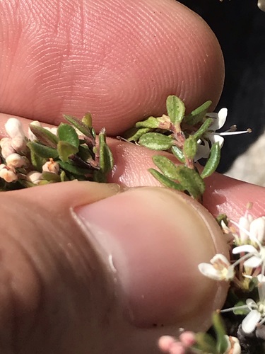 Image of Agathosma mundii by (c) Ren Hoekstra, some rights reserved (CC BY)