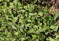 Dracocephalum thymiflorum