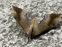 Marumba cristata bukaiana