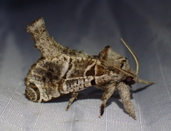 Inguromorpha arcifera