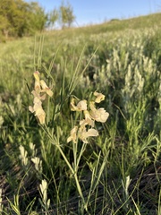 Lathyrus pannonicus