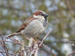Passer domesticus