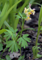 Corydalis × hybrida