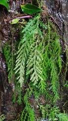 Selaginella alampeta