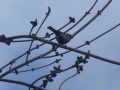 Parus major