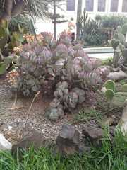 Crassula arborescens arborescens