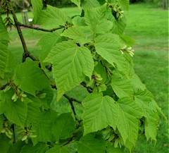 Acer rufinerve