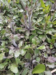Arabidopsis arenosa