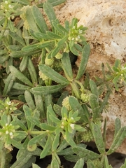 Galium verrucosum