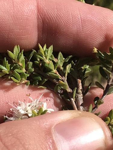 Image of Agathosma mundii by (c) Ren Hoekstra, some rights reserved (CC BY)