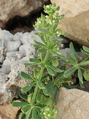 Galium verrucosum
