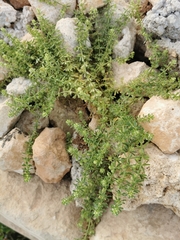 Galium verrucosum