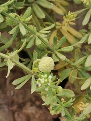 Galium verrucosum