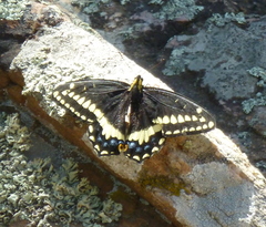 Papilio indra