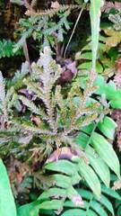 Selaginella flexuosa
