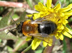 Andrena gallica