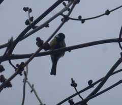 Parus major