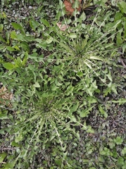 Taraxacum officinale