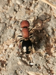 Mutilla quinquemaculata