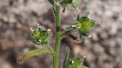 Cryptantha pterocarya pterocarya