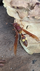 Polistes simillimus