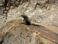 Sceloporus merriami