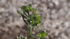 Cryptantha pterocarya pterocarya